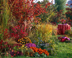 Herbstbeet mit Amelanchier (Felsenbirne) und Chrysanthemum