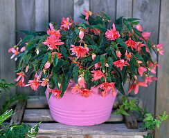 Put on hanging geranium yourself