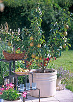 Autumn terrace fruit