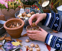 Put Crocus bulbs in a small pot