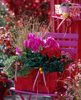 Cyclamen (Alpenveilchen) rot und pink, Thymus citriodorus