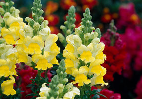 Antirrhinum majus (Löwenmäulchen, gelb)