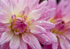 Blüten von Dahlia 'Alexander von Humboldt'