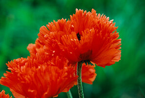 Blossoms of Papaver orientale 'Türkenlouis' (Turkish poppy)