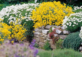 Iberis (Creeping Flower), Alyssum montanum 'Mountain Gold'