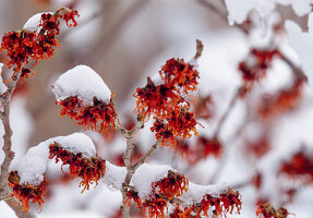 Zweige von Hamamelis intermedia 'Rot Bruns' (Zaubernuss)