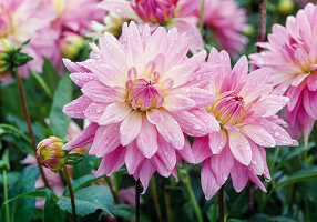 Dahlia 'Alexander von Humboldt' (Dekorative Dahlie, Schmuckdahlie) mit Wassertropfen nach Regen