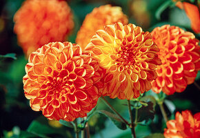 Dahlia 'Bantling' (Pompon Dahlia)