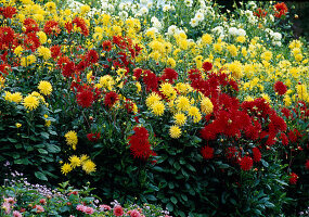 Bed with yellow and red Dahlia (dahlias)