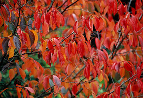 Prunus sargentii (mountain cherry), foliage in autumn colours