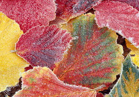 Gefrorene Blätter von Hamamelis (Zaubernuss) in Herbstfärbung