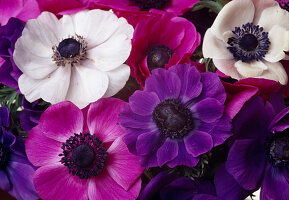 Anemone coronaria (Kronenanemone)