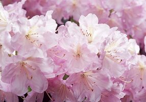 Pink flowers of Rhododendron fortunei (Alpine rose), wild form with lovely fragrant flowers