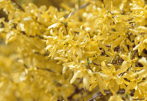 Twigs of Forsythia (Forsythia)