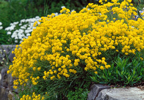 Alyssum montana (Steinkraut)