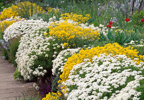 Alyssum, Iberis on wall in rock garden