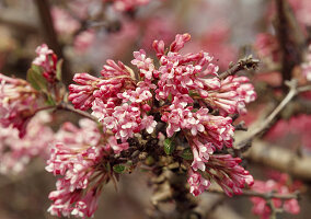 Zweig mit Blüten von Viburnum bodnantense (Bodnant-Schneeball)
