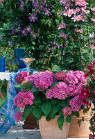 Hydrangea 'Schöne Bautznerin' (Hydrangea)