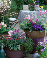 Spring flirt in purple pots: Aquilegia 'Spring Magic', Primula