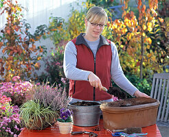 Plant box with viola, aster and calluna