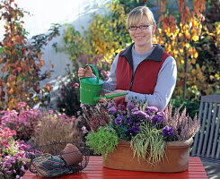 Plant box with viola, aster and calluna