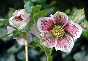 Helleborus orientalis 'Lady White Spotted'