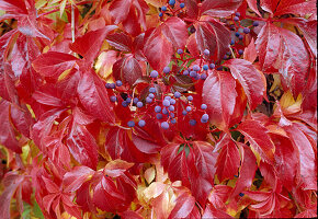 Parthenocissus quinquefolia (Wild Vine) in autumn colour