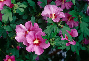 Hibiscus syriacus 'Woodbridge' (Echter Roseneibisch)