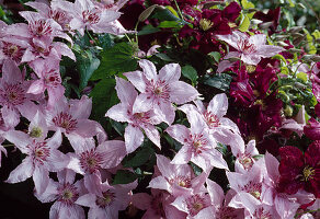 Clematis 'Hagley Hybrid' (Waldrebe)