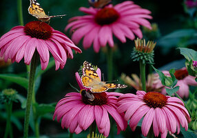 Blüten von Echinacea purpurea (Purpur-Sonnenhut)