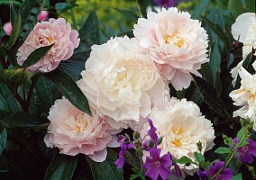 Paeonia lactiflora 'Bella Rosa' (Peony, soft pink)