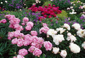 Paeonia lactiflora and officinalis 'Rosea Plena' (Peonies, pink and white)