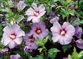 Hibiscus syriacus 'Blue Bird' (Echter Roseneibisch)