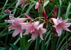 Crinum x powellii (hook lily), flowers