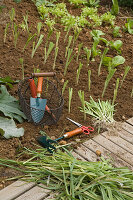 Planting Allium porrum (leek) in August, basket