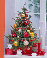 Grevillea lanigera as a living Christmas tree at the window, decorated