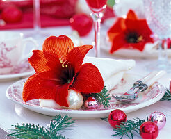 Christmas napkin deco with red Hippeastrum (Amaryllis)