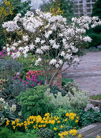 Magnolia stellata (Sternmagnolie), Narcissus 'Tete-a-Tete' (Narzissen)