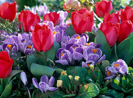 Tulipa 'Red Paradise' (Tulpen), Crocus 'Pickwick' (Krokusse)