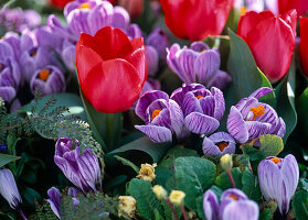 Tulipa 'Red Paradise' (Tulpen), Crocus 'Pickwick' (Krokusse)