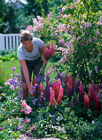 Lupinus (lupine), pulmonaria (lungwort), campanula