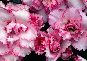 Flowers of Azalea Hybride (indoor azalea)