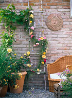 Pink (roses) in a pot, garland of pinks (English)