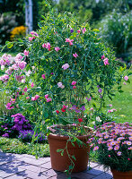 Plant bucket with scented mustard