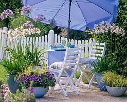 Blau - weiße Terrasse : Agapanthus (Afrikanische Schmucklilien)