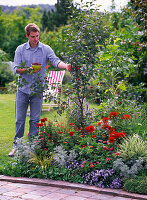 Prunus cerasus (Sour Cherry) in a bed with Zinnia (Zinnias)