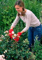 Woman cutting out blooms of pink (rose)