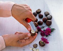 Hollowed chestnuts as a minivase