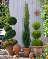 Buxus (box) as a triple ball planted with Sanvitalia