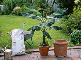 Repotting banana (1/8)